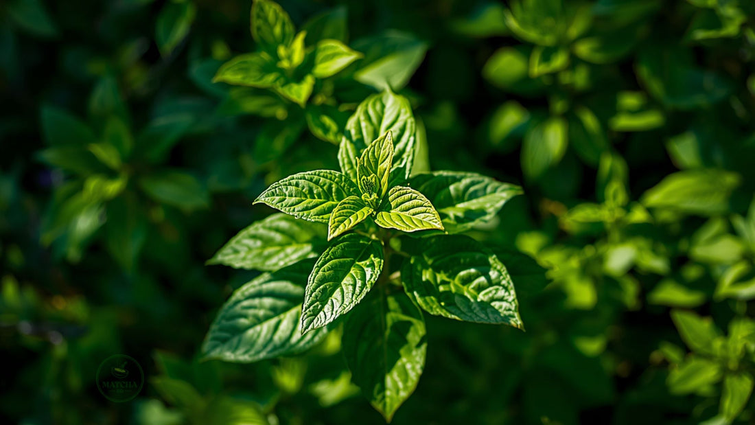 The Matcha Plant